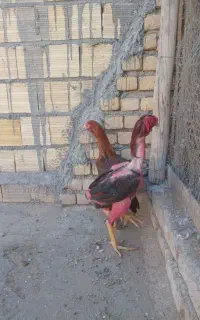 خروس لاری