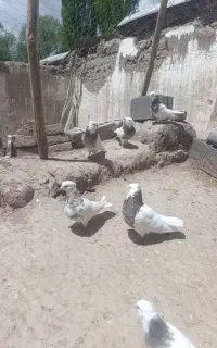 طوقی