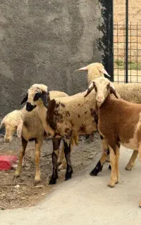 زیرقوچی پلنگی بروجردی