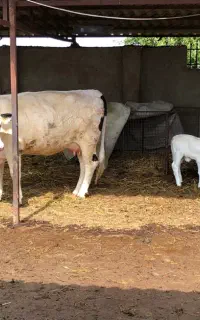 کارگر ساده گاوداری
