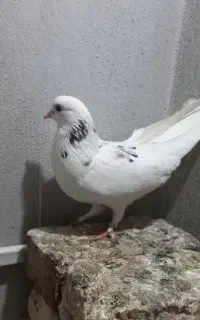 کبوتر