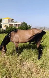 اسب ترکمن سمند فقط برای کشش