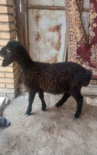 بره ی ماده