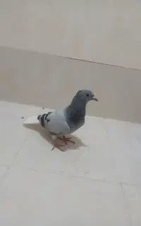 کبوتری