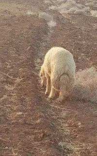 فروش شک قوچ ۱ سال نژاد کوردی