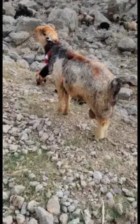 فروشی هست