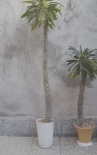 گل نخل ماداگاسکار