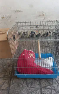 قفس پرنده ضخیم