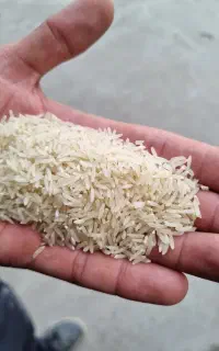 برنج فجر سوزنی ۹۰ روزه