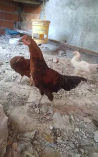 خروس معاوضه با خروس محلی بزرگتر مرغ بگیر