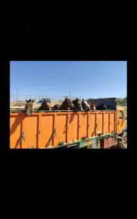 خرید فروش اسب مادیون پالونی بارکش