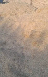 کاه دیم کاه کاکوب است
