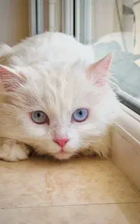گربه پرشین کلاسیک ماده جهت جفت گیری