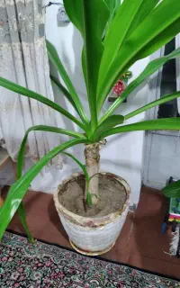 فروش گل برگ موزی