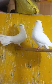 جفت نروماده کاکلی سفیدمهرکفترخوب