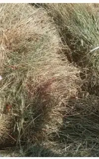 فروش یونجه