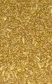 گندم سه دهه مختص نان