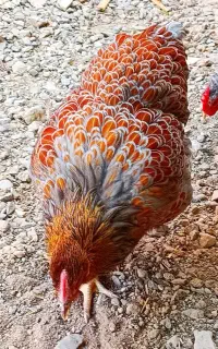 جوجه ویاندوت بلورد