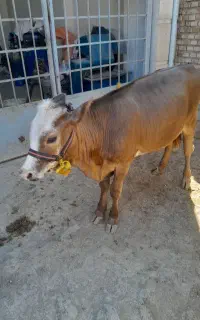 گوساله ماده تلیسه