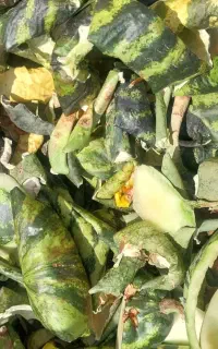 پوست هندوانه و بادام