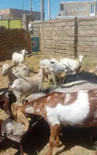 بز سانان و الپا