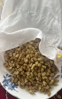 توت خشک