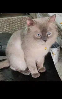گربه