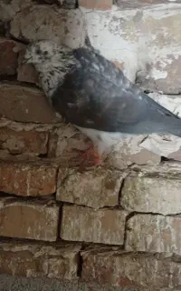 پنج عدد کبوتر سالم