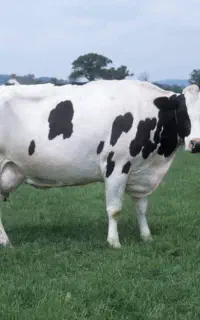 دامپزشک (ویزیت و معاینه تخصصی)