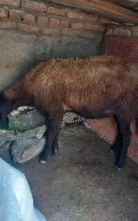 نره قوچ
