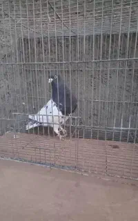 کله سیاه نر زاغ ماده
