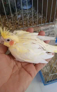 جوجه عروس هلندی سرلاکی