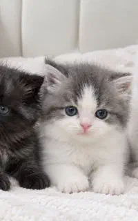 3گربه  دونی 20میلیون