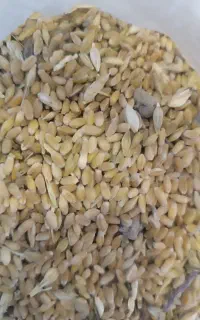 گندم جو دار