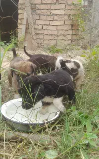 توله سگ ترکمنی