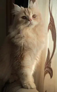 گربه پرشین ماده