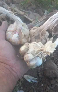 فروش سیر کله