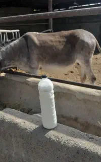 شیرالاغ