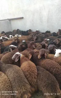 بره نرافشاری
