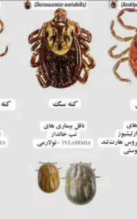 سمپاشی سوسک سمپاشی سوسک