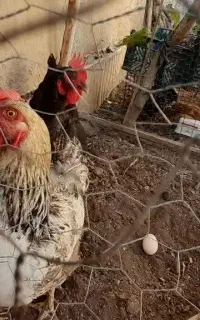 مرغ تخم گذار