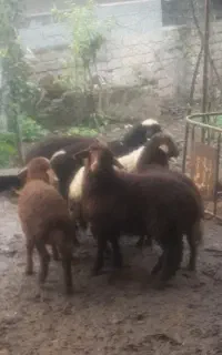 گوسفندمیش بره نر و ماده