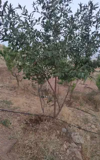واگذاری دو عدد خرگوش ماده
