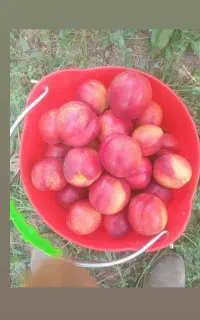 خدمات میوه چینی و امور باغداری در مشکین شهر