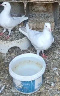 جفت پلاکی سفید