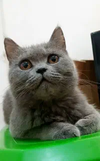 بریتیش ماده