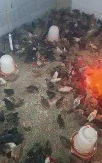 جوجه ۲۵روزه