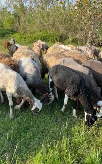 فروش ویژه تعدادی گوسفند بره نر درجه ۱