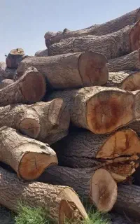 خرید باغ چوب (( خرید انواع تنه گردو ))صنوبر پالتی