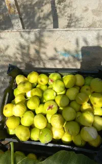 انجیر سفید شیرین